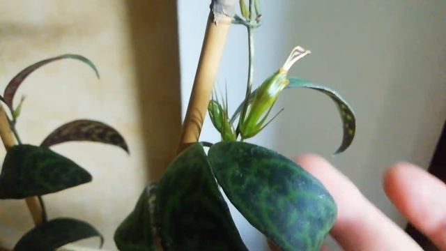 Aeschynanthus longicaulis ‘Red Herring’ смотреть онлайн