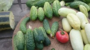 сорт огурцов Надёжный, Парижский Корнишон и другие.