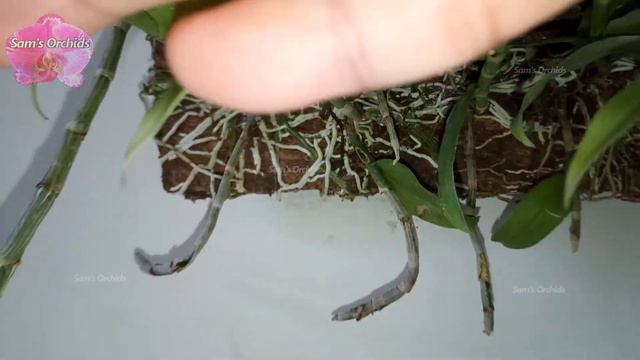 12Mounting Dendrobium aphyllum keikis Orchid update 12 (2019/07) смотреть онлайн