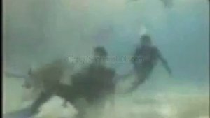 Steve Irwin last minute video