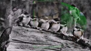 онлайн   путешествие по творчеству писателя натуралиста Н  И  Сладкова