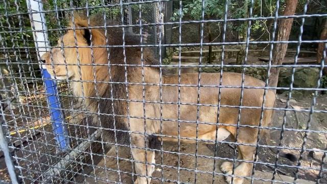 Лев Симон переживает за роды у коровы зебу смотреть онлайн