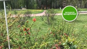 Айва японская: цветение.