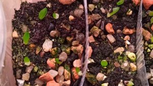 Всходы семян кактусов и суккулентов из магазина Cactus Garden. Месяц после посева