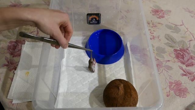 КОРОЛЕВСКИЙ ПИТОН В КАЧЕСТВЕ ПЕРВОЙ ЗМЕИ. ОПИСАНИЕ ВИДА. BALL PYTHON MORPHS SUPER RUSSO.