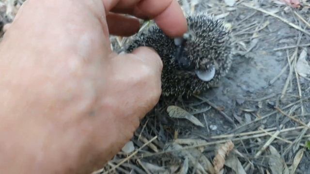 Маленький ёжик на дороге смотреть онлайн