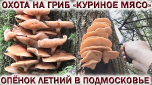 ?ОХОТА НА ГРИБ «КУРИНОЕ МЯСО»?ТРУТОВИК СЕРНО-ЖЁЛТЫЙ?ОПЁНОК ЛЕТНИЙ В ЛЕСАХ ПОДМОСКОВЬЯ. Грибы 2022