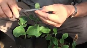 Прививка огурца на лагенарию в расщеп