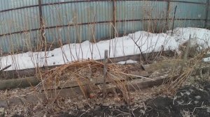 Шпалера для малины. Выращивание малины в Челябинске. Нужно ли подвязывать. Малина на агроволокне