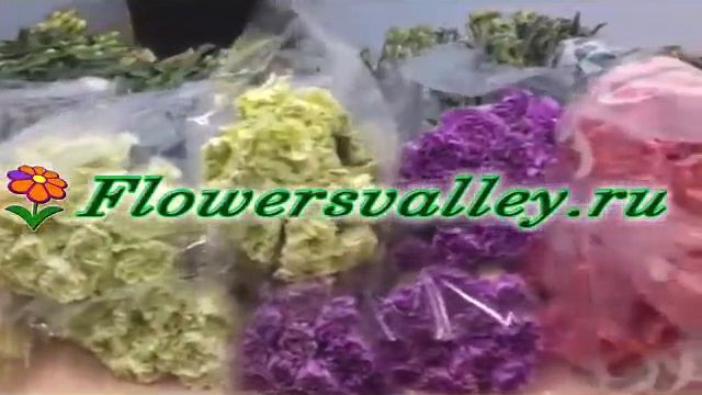 Цветная гвоздика - свежая поставка Цветочная Долина смотреть онлайн