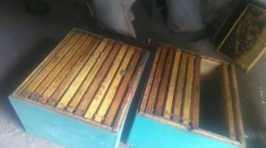 Как уберечь рамки от восковой моли.