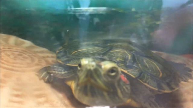 Наша красноухая черепаха объелась и застряла смотреть онлайн