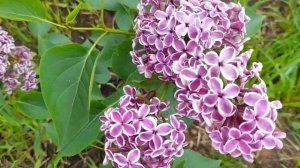 #весна #сирень #Сенсация / Сирень Сенсация ( лат. syringa vulgaris Sensation) пурпурно - белая