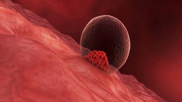 Как выглядит яйцеклетка невооруженным глазом НАЧАЛО БЕРЕМЕННОСТИ ИМПЛАНТИЦИЯ ПЛОДНОГО ЯЙЦА В МАТКУ Как происходит прикреплени
