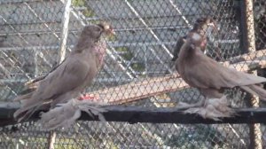 Среднеазиатские выставочные двухчубые голуби. Жёлтые.