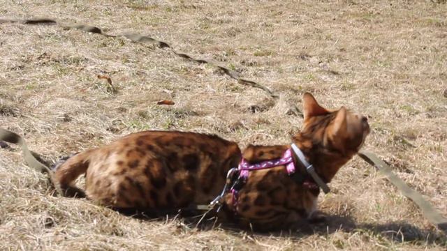 Бенгальская кошка на прогулке Bengal cat on a walk