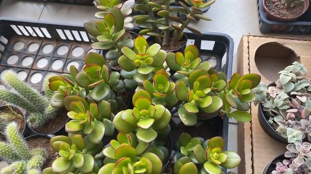 SUCULENTAS E CACTOS DISPONÍVEIS PARA VENDA - Novo álbum da semana смотреть онлайн
