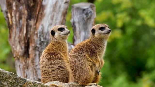 Сурикат - 1 (4K) смотреть онлайн