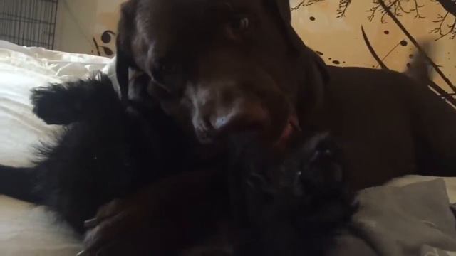 Злюка гриффон Мафик охраняет ягоды. смотреть онлайн