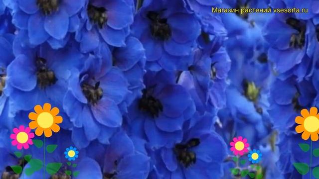 Дельфиниум культурный Дарк Блю Дарк Би. Краткий обзор, описание характеристик, где купить саженцы смотреть онлайн