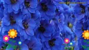 Дельфиниум культурный Дарк Блю Дарк Би. Краткий обзор, описание характеристик, где купить саженцы