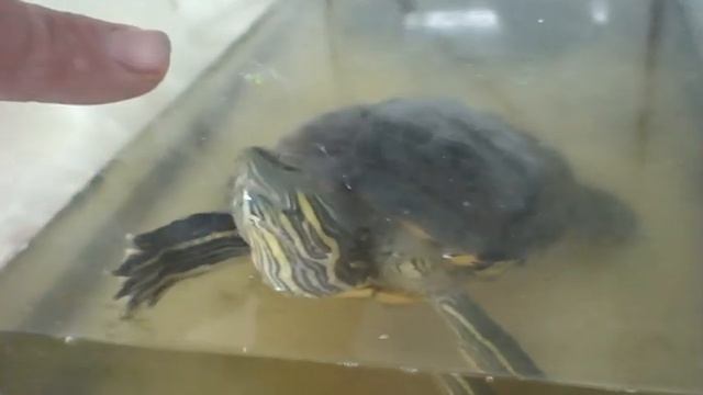 Красноухая черепаха ВОДНЫЙ ХИЩНИК!