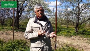 Посадка жимолости и уход