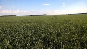 Яровая пшеница Элемент 22, междурядье 38 см. Состояние на 08.07.2020