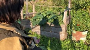 ПОЛЬЗА ДЛЯ ОГОРОДА! МУЛЬЧА И УДОБРЕНИЕ ИЗ ТРАВЫ