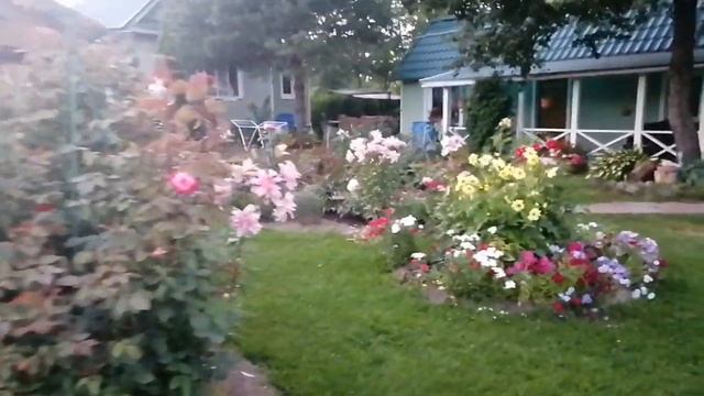 Гортензии в вечернем саду. смотреть онлайн