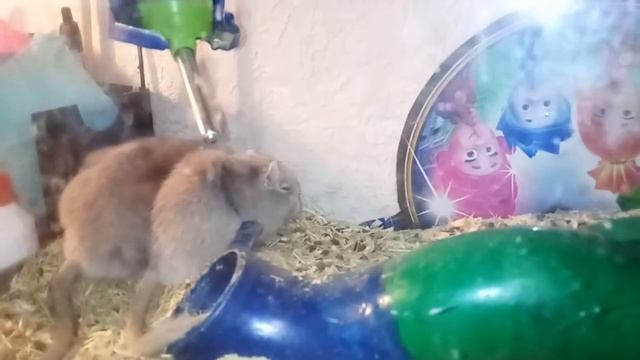 Монгольска песчанка и кошка.. Друзяки.  Уход и содержание песчанок