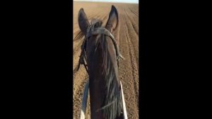 Что значит иноходь у лошади и можно переучить лошадь