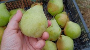 Сорт груши Просто Мария, Брянская красавица, Памяти Яковлева. Обзор в 2022 году. Груша Просто Мария
