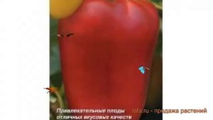 Перец сладкий Фараон F1 (faraon-f1 faraon-f1) ? Фараон F1 обзор: как сажать, семена перца Фараон F1