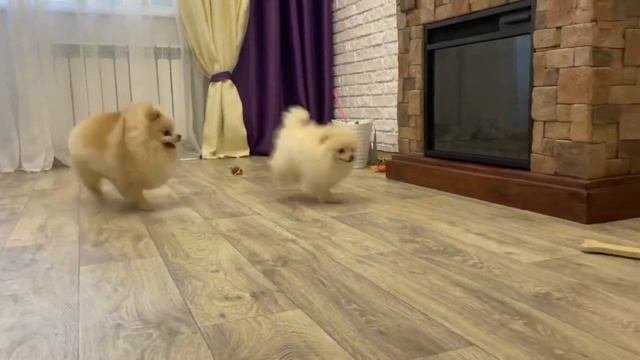 Шпицы ПОДРУЖИЛИСЬ, смотреть до конца. Померанец #померанскийщпиц #funnyvideos