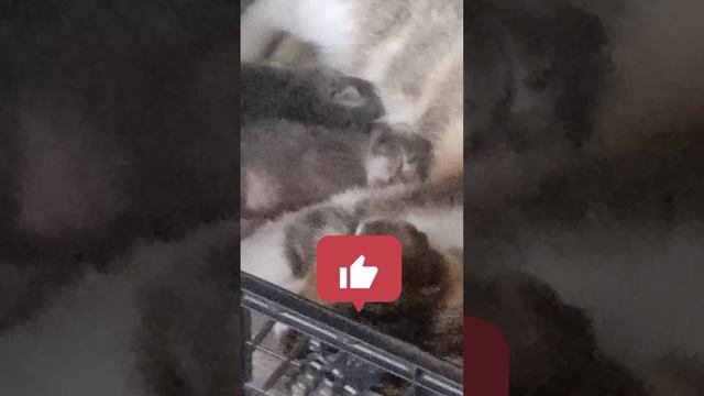 Тихий час у котят #котикисобаки