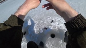 ТРИ ДНЯ В ТАЙГЕ / ОДИН В ТАЙГЕ / ИЗБА / РЫБАЛКА / ВИДЕО ОХОТА / БЫТ НА ИЗБЕ