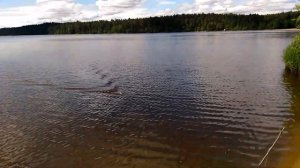 Рыбалка на Лемболовском озере. Рыбалка на леща на фидер. Первый улов.