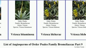 List of Angiosperms of Order Poales Family Bromeliaceae Part 9 vriesea tillandsia werauhia twisted