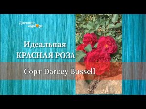 Полный видеообзор сорта розы +ПАРТНЕРЫ для красивой композиции. Дневник садовода