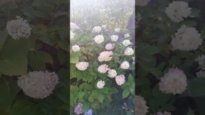 ГОРТЕНЗИЯ СИЛЬВЕР ДОЛЛАР