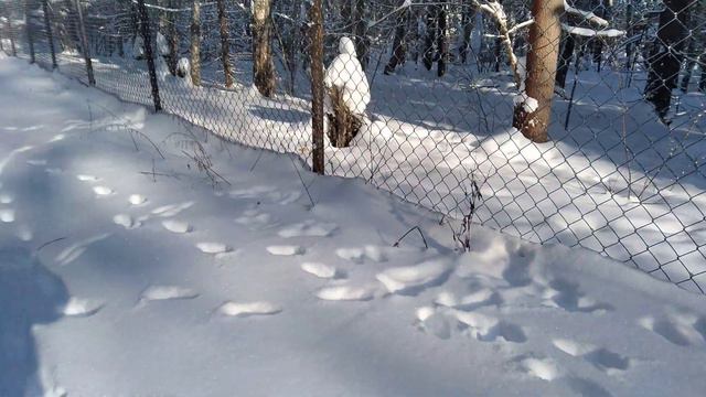 Рысь в вольере с оленями и кабанами. смотреть онлайн