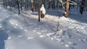 Рысь в вольере с оленями и кабанами.