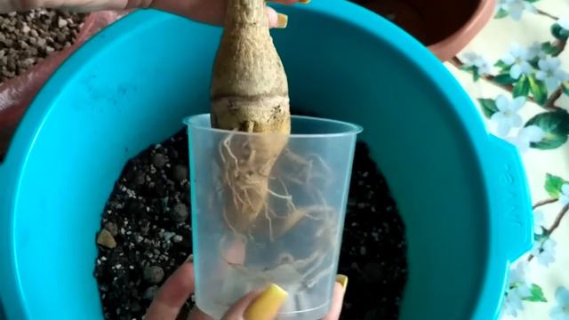 🌿🌿🌿АДЕНИУМ. Перелить или не долить, что хуже⁉️ Результат ухода.🌿🌿🌿 #адениум #bonsai #adenium смотреть онлайн