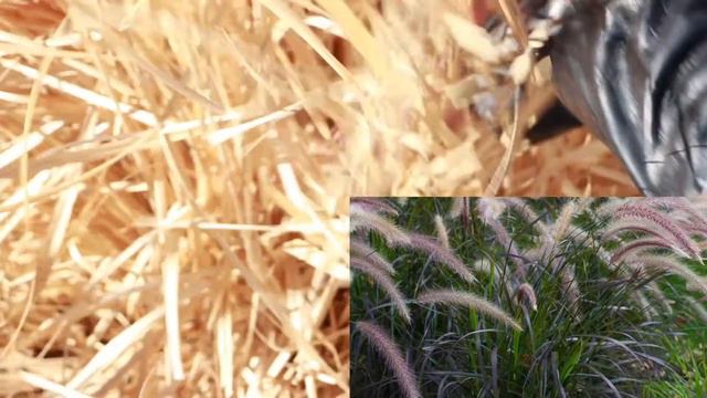 WINTER STORM DAMAGE | Texas Garden Deep Freeze смотреть онлайн