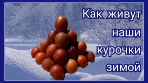 Как зимуют наши куры. Обогрев курятников зимой. Крыса