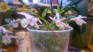 Орхидея Дендробиум PIERARDII_ Секреты ухода