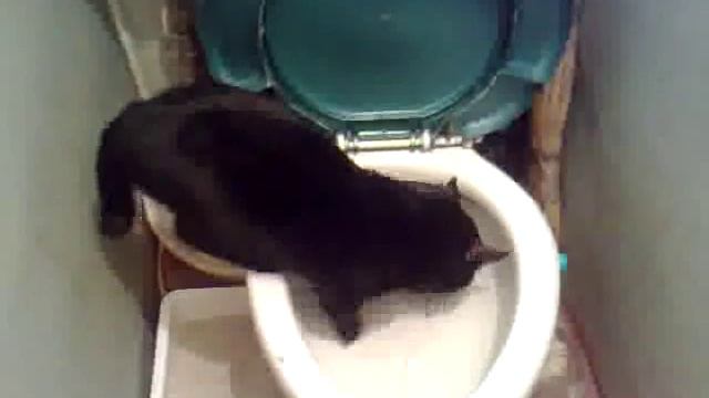 Мой Кот,ходит в туалет смотреть онлайн
