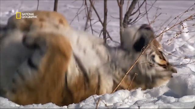 амурский тигр Дикая природа смотреть онлайн