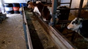 ЗАМЕР БЫЧКОВ/СКОЛЬКО ВЕСИТ БЫК В 5 МЕСЯЦЕВ